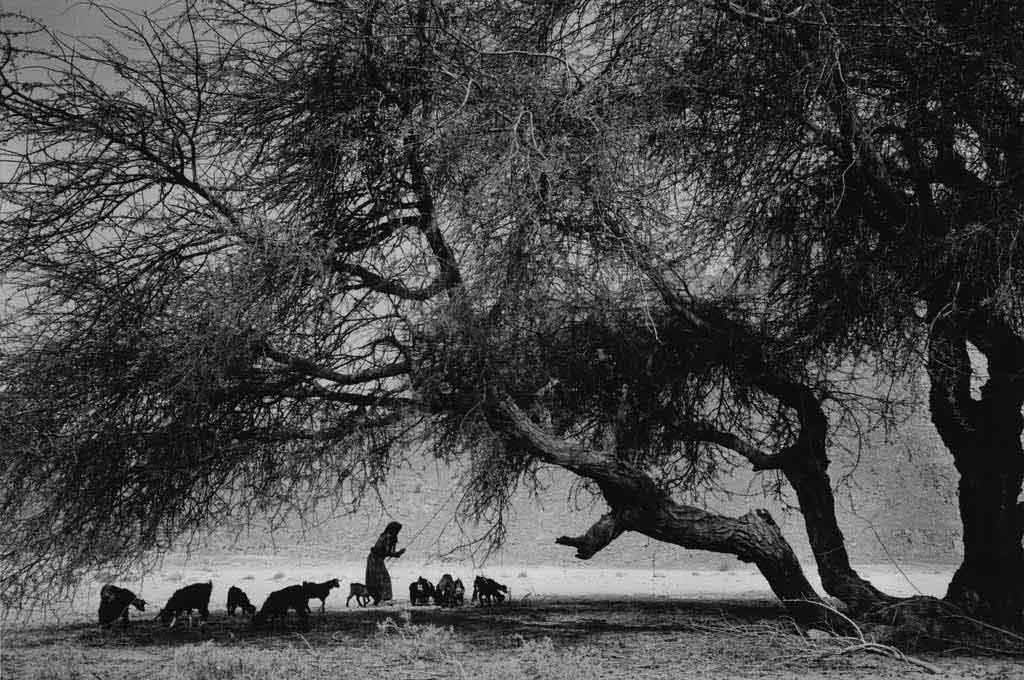 Pas loin de la tente de Hawa se trouve cet arbre dont les haricots sont des friandises pour les chèvres. Hawa secoue les branches pour faire tomber les haricots. Oued Essendilène, Tassili n’Ajjers, avril 1997