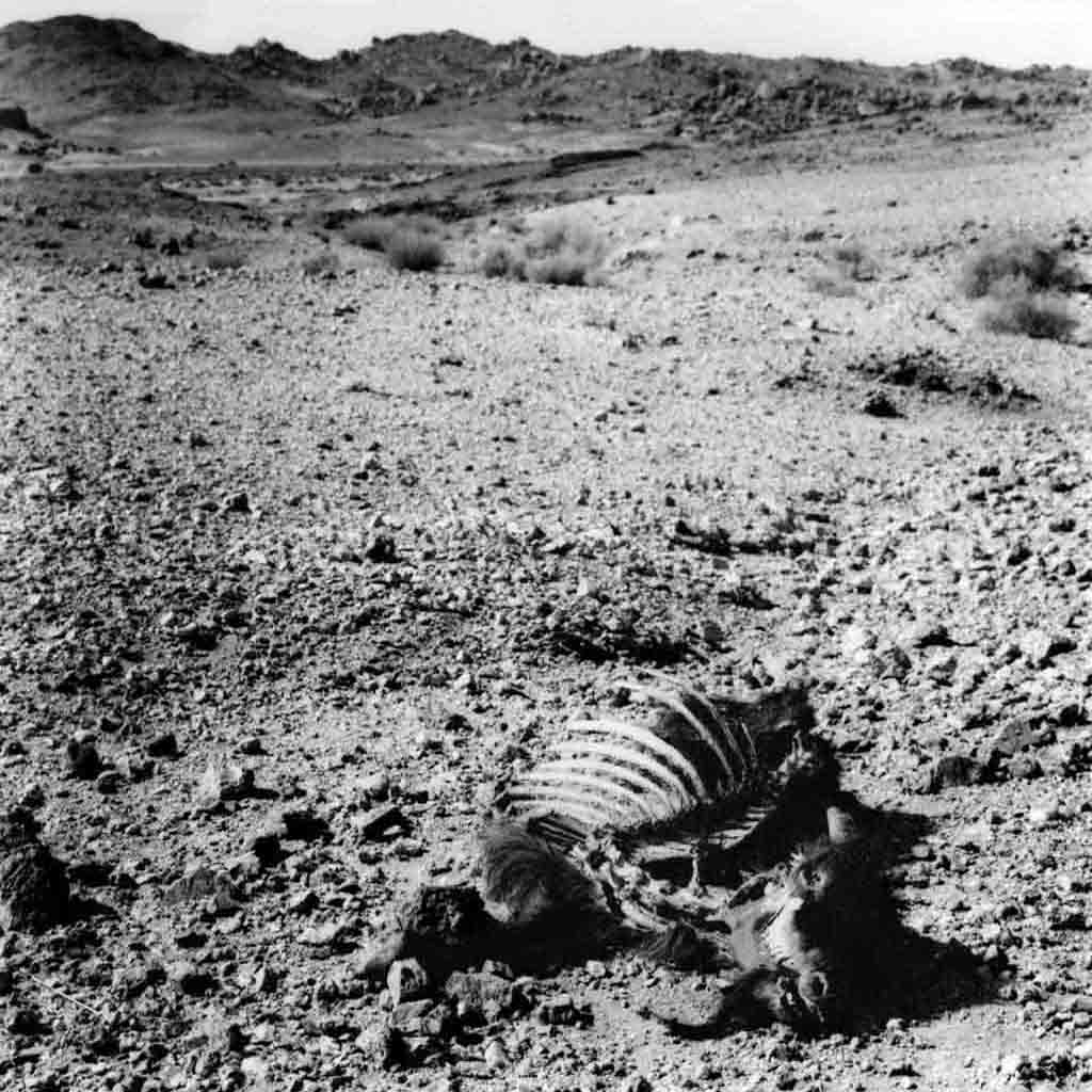 Il arrive régulièrement qu'une chèvre soit attaquée et tuée par un chacal lors du parcours de pâturage effectué chaque jour. Tassili du Hoggar, Sahara algérien 1993