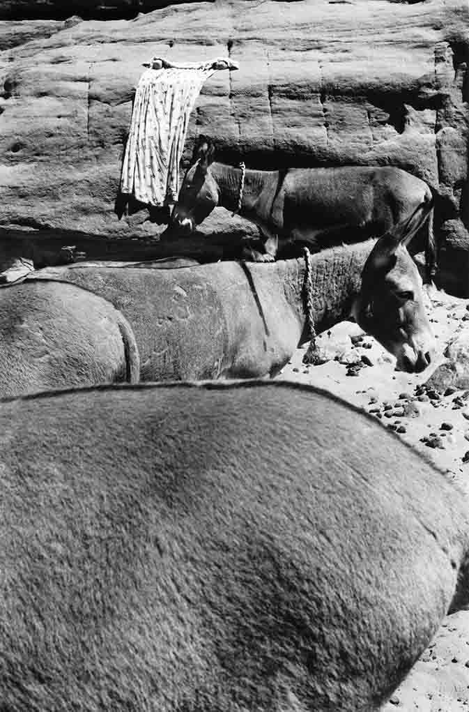 Les ânes sont utilisés pour transporter les bidons et outres d'eau pour le campement. L'eau peut être à une demi-journée de marche parfois. C'est le cas pour la guelta Tuya où les femmes du campement semi-nomade de l'Oued Elt vont chercher l'eau. Elles en profitent aussi pour faire la lessive et se laver. Tassili n'Ajjers, 1997