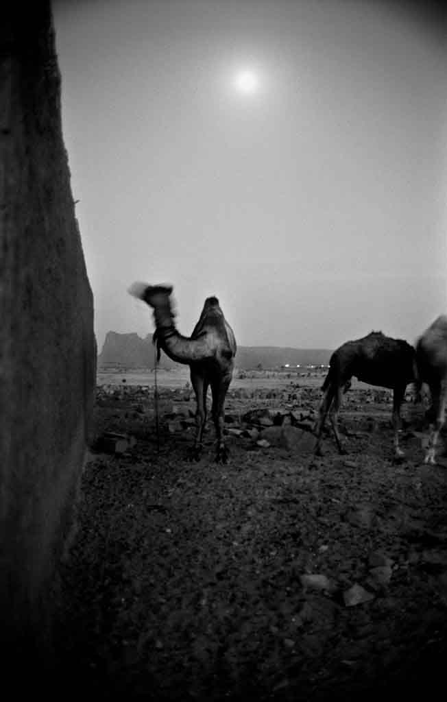 Des chameaux dans la paix et la fraîcheur du soir à Tamanrasset. Tassili du Hoggar, 1993