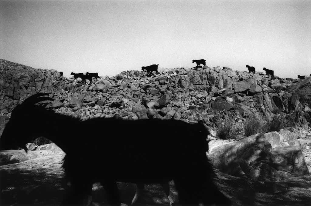 Les chèvres rentrent à Taroumout, village de Touaregs sédentaires. Le travail quotidien des femmes et des enfants est de mener les chèvres dans les pâturages. Ce sont des circuits divers de plusieurs kilomètres. Ils partent après l’aube et reviennent seulement en fin d’après-midi puisque la « randonnée » s’arrête pendant les deux heures les plus chaudes de l’après-midi. Tassili du Hoggar, Sahara algérien, mai 1993